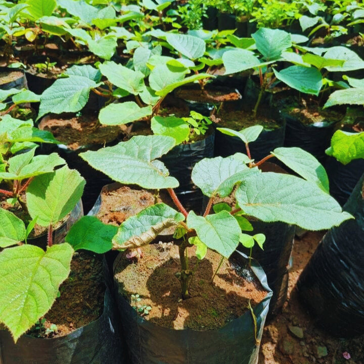 π₯ Kiwi Fruit Seedlings