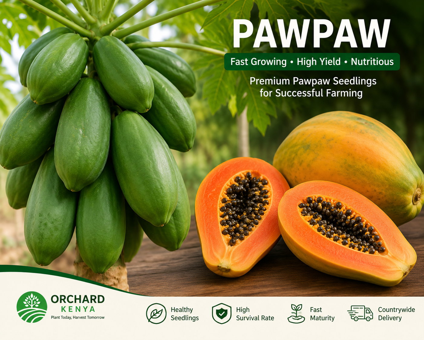 Pawpaw Fruit Seedlings