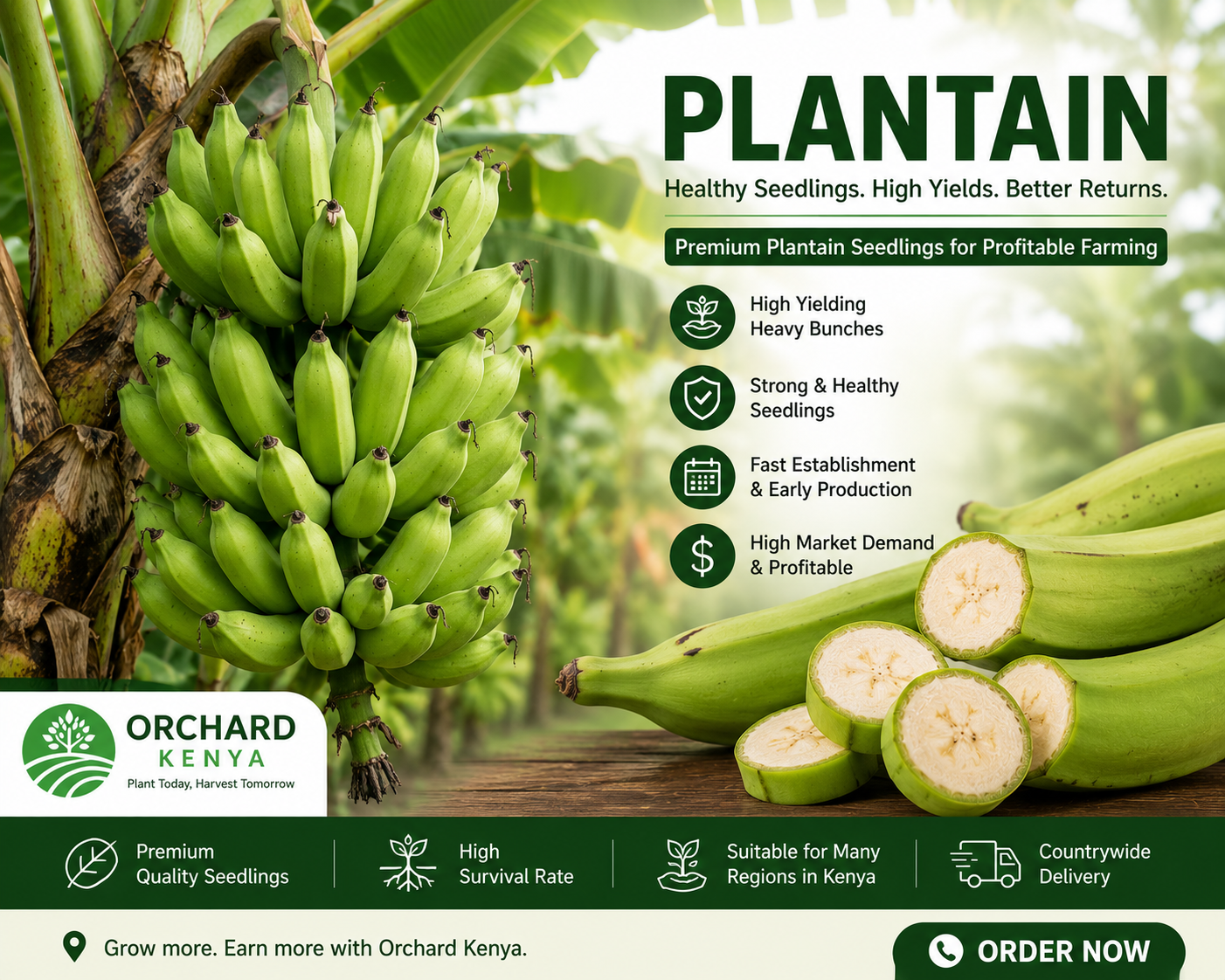 Plantain Banana Seedlings