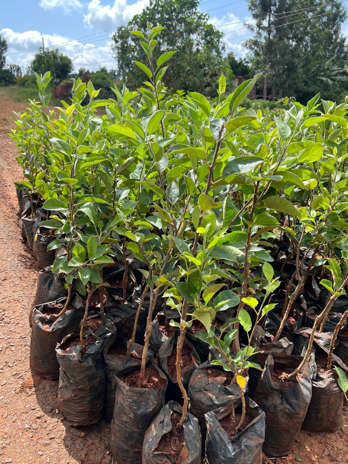 Grafted Wambugu Apple Seedlings