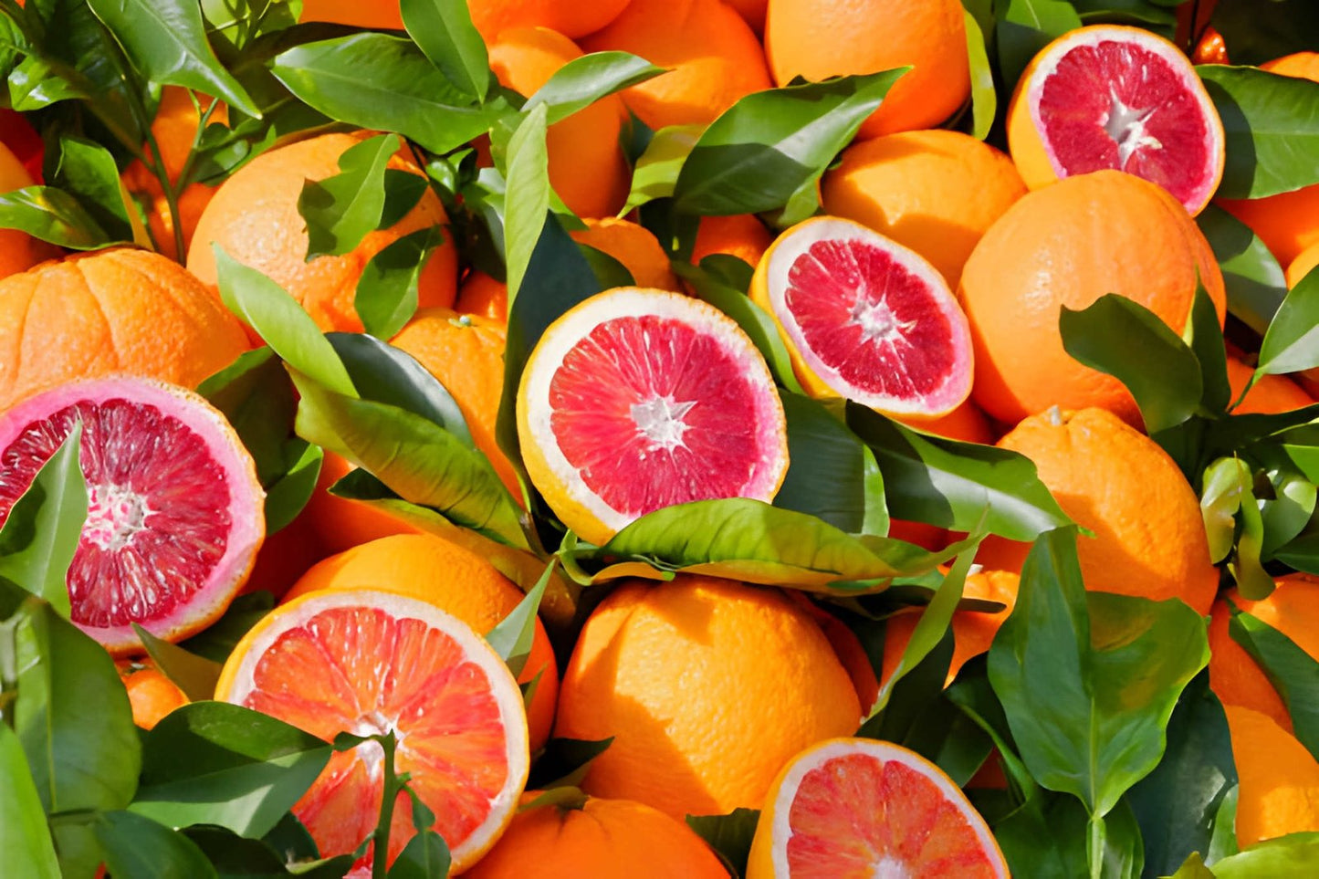 Premium Grafted Blood Orange Seedlings