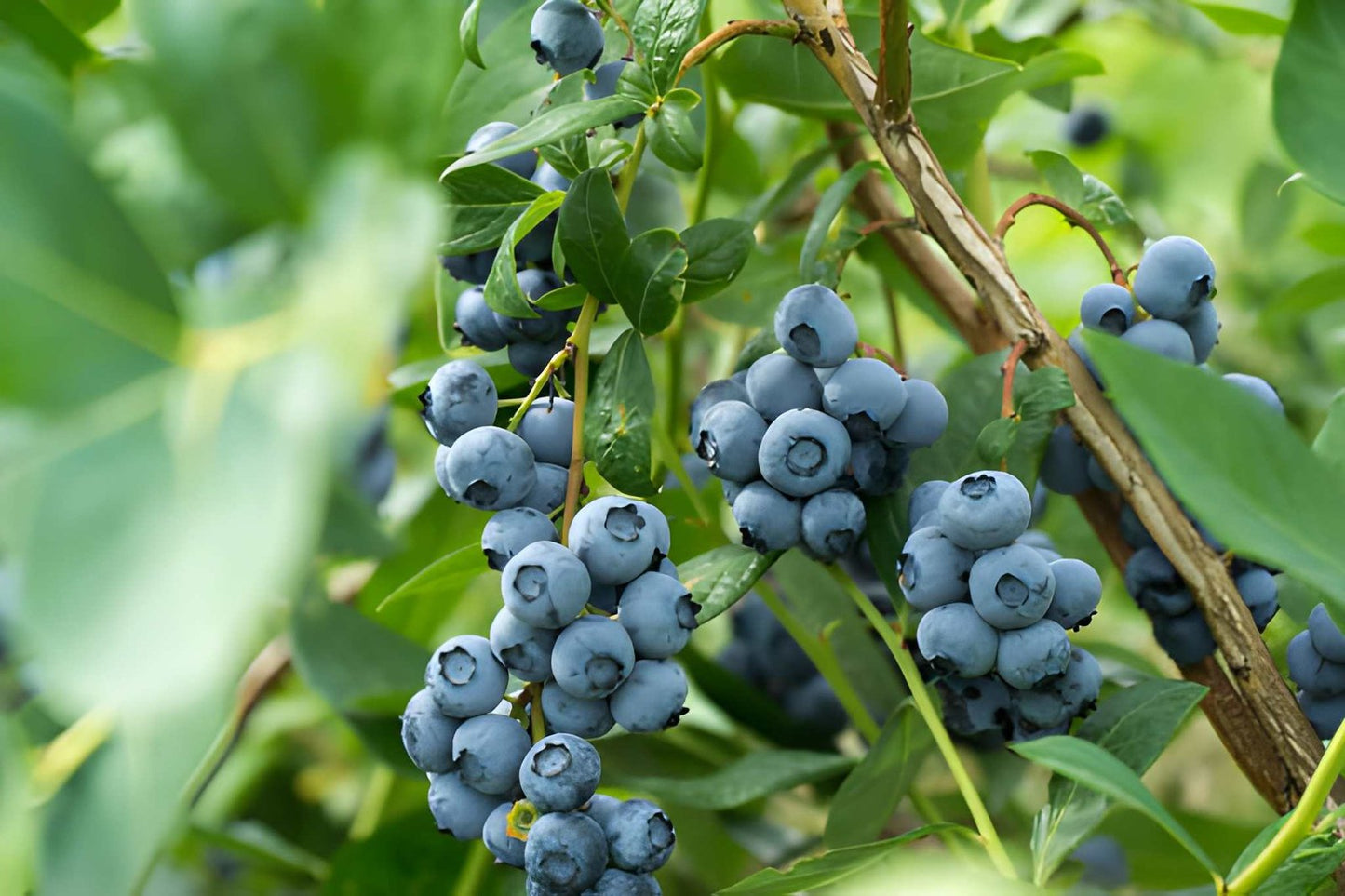Blueberry Seedlings