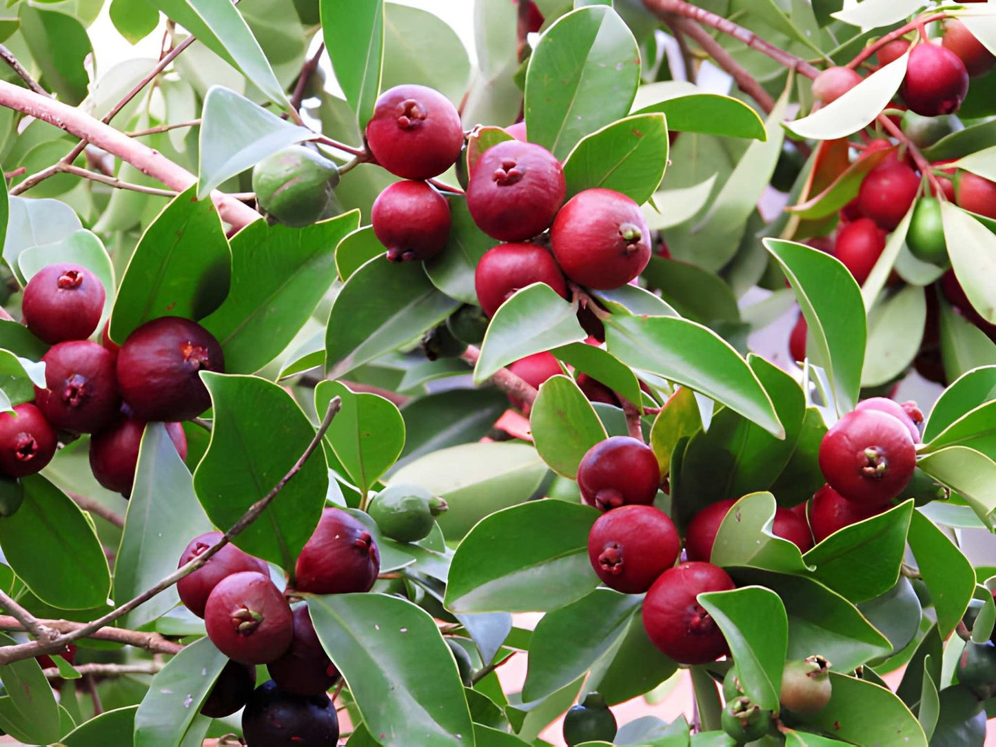 Premium Cherry Guava Seedling