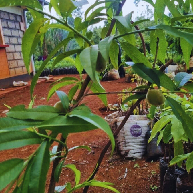 Nectarine Fruit Seedling
