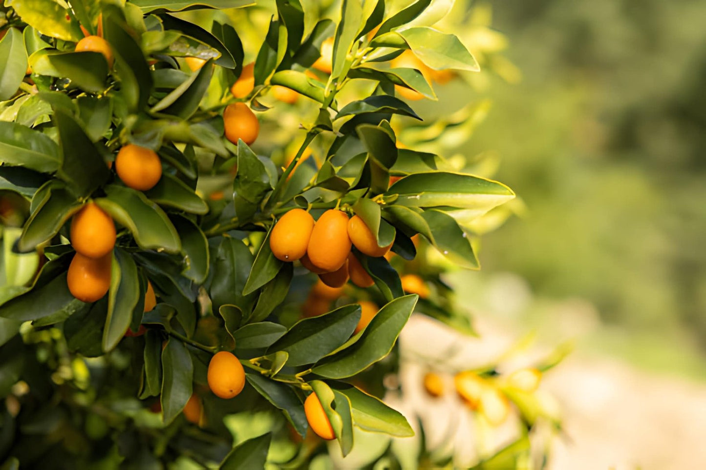 Grafted Kumquat Orange Seedlings