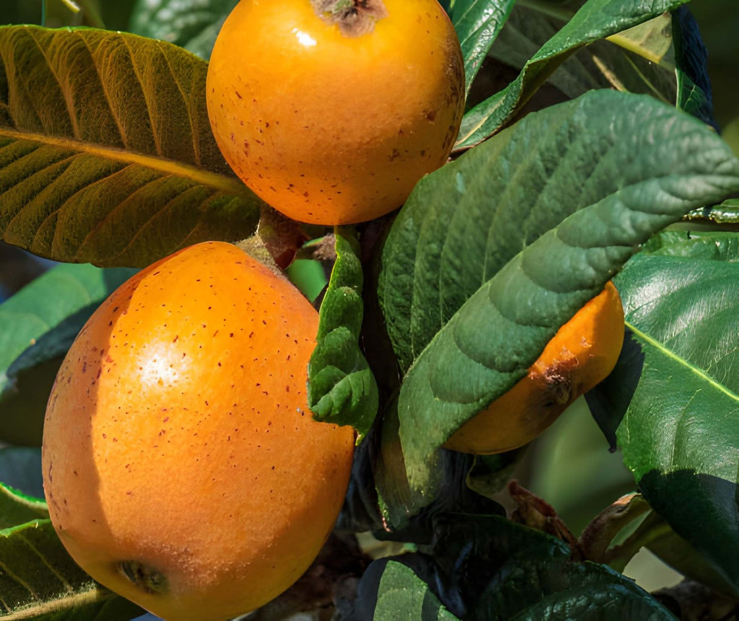 Golden Nugget Loquat