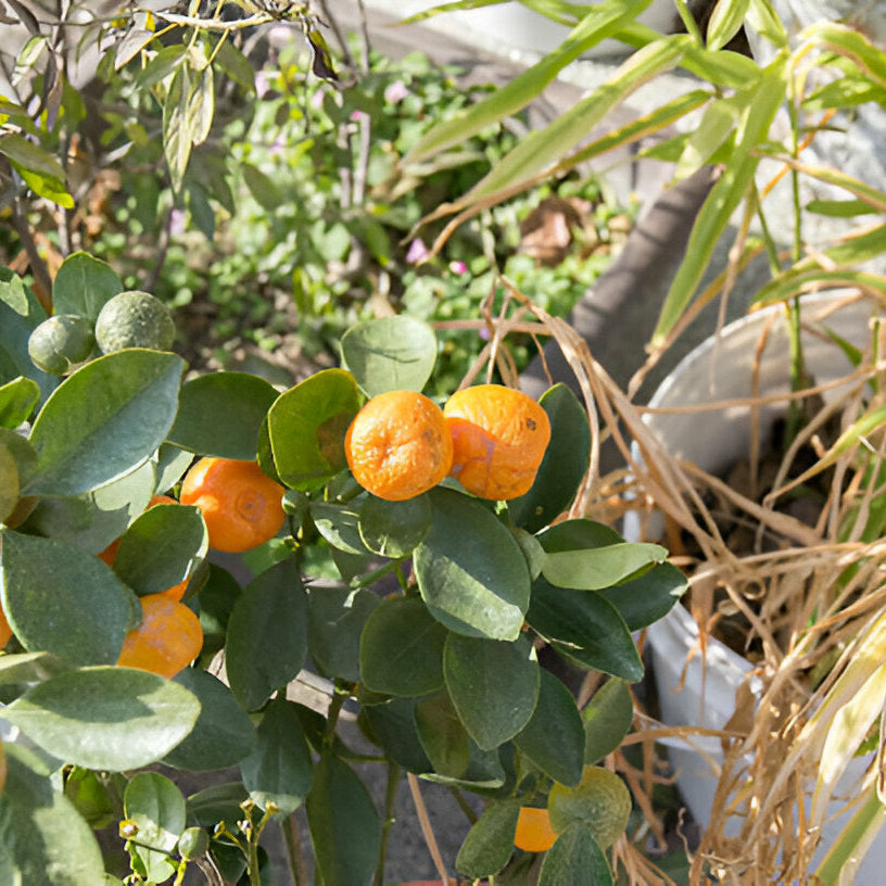 Pixie Orange Seedlings