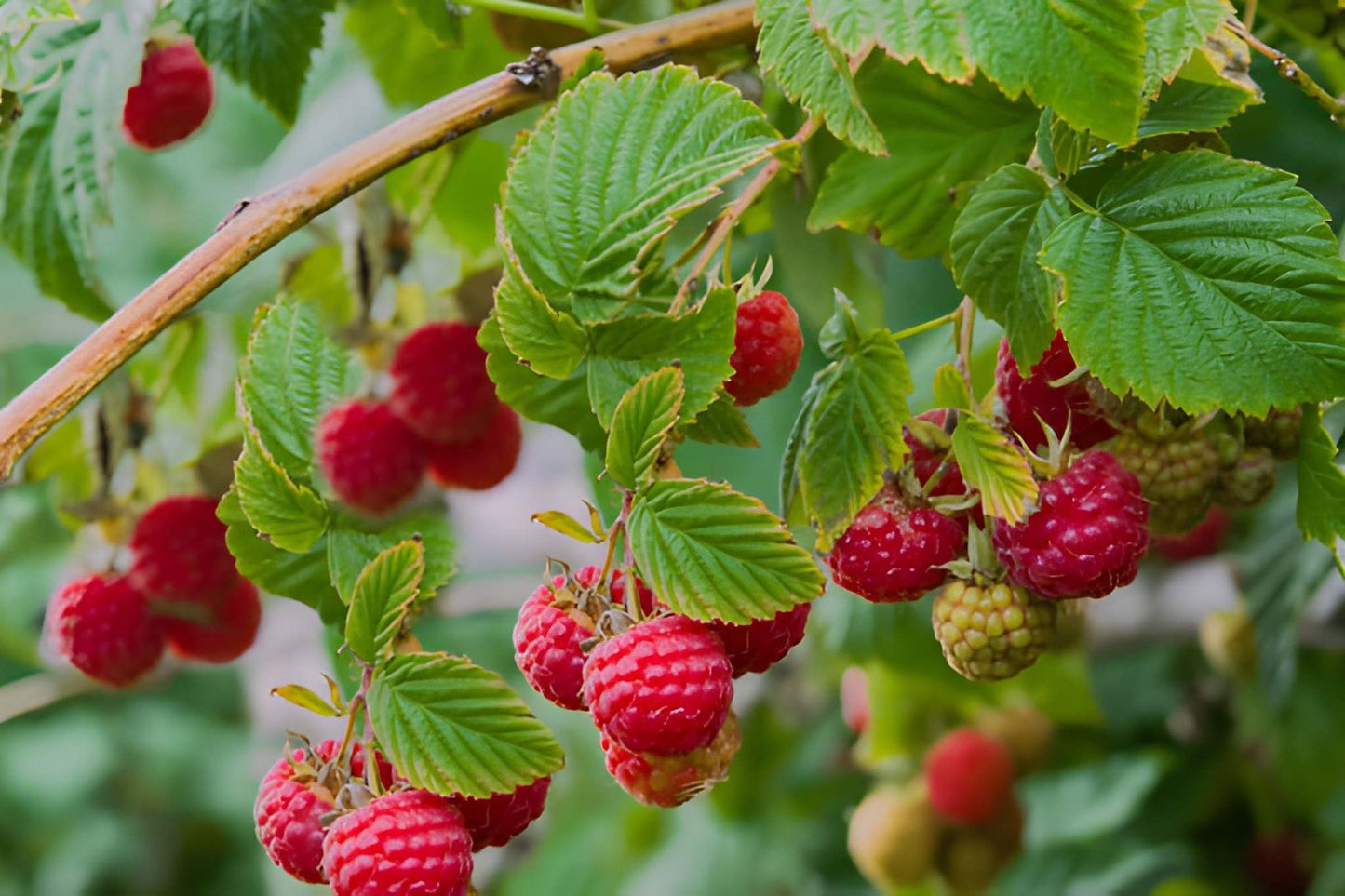 Premium 🍇 Raspberry Seedlings