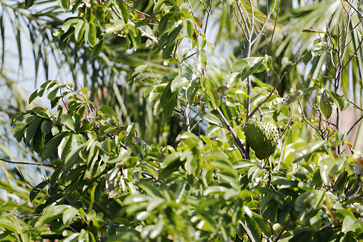 Soursop (Graviola) Fruit Seedlings