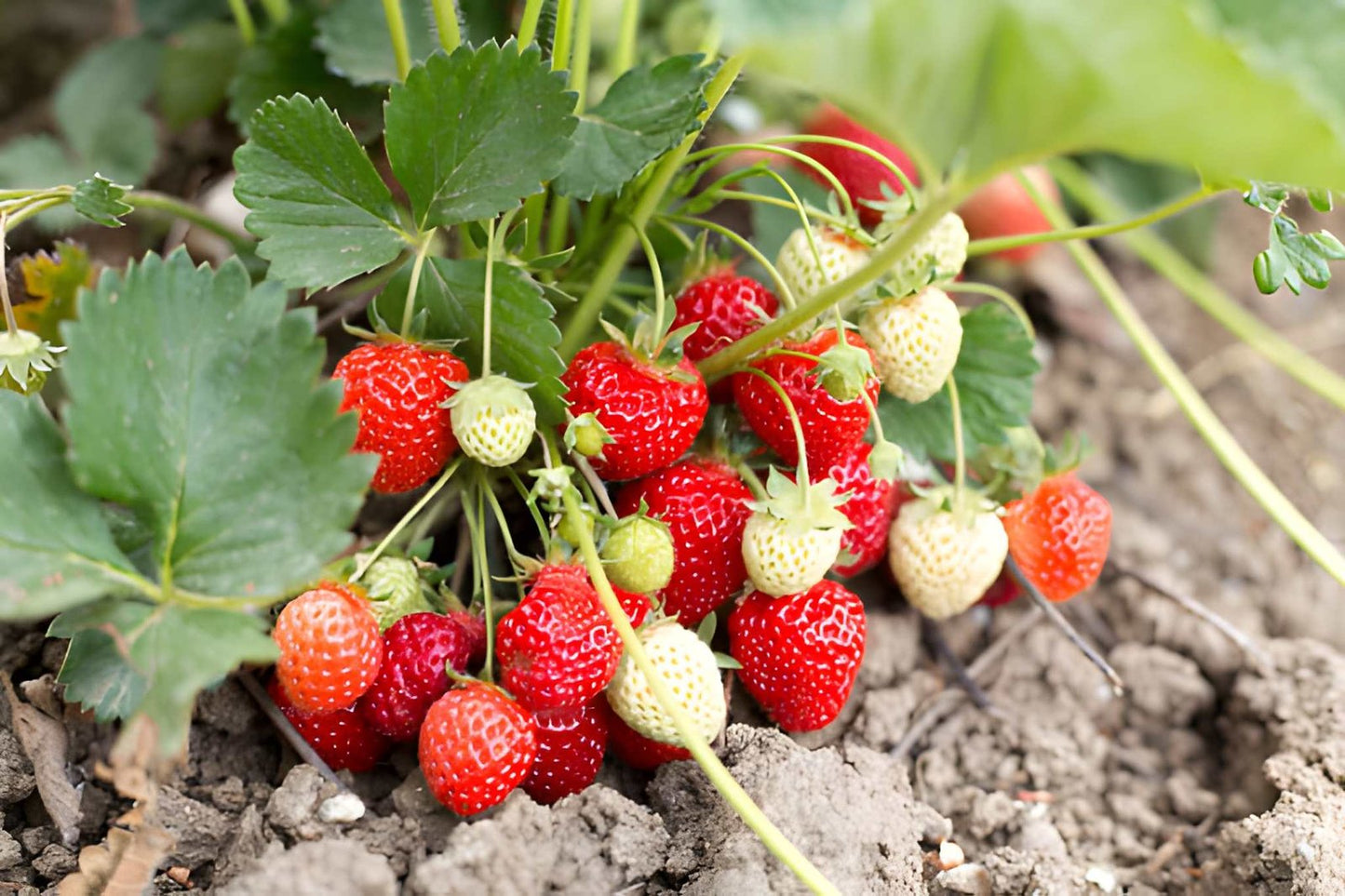 Premium Strawberry Seedlings