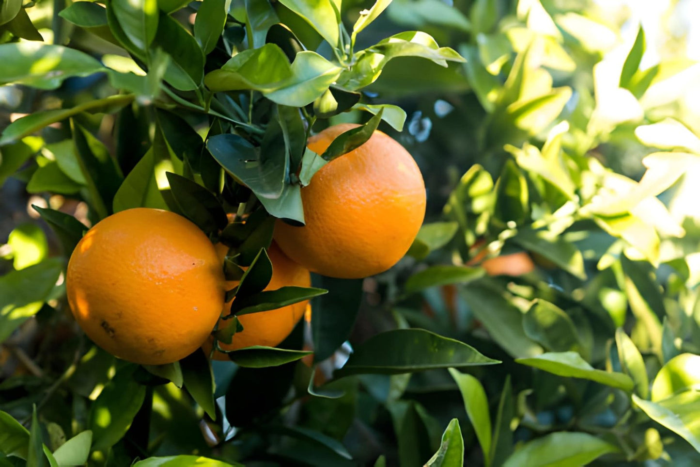 π Valencia Orange Seedling (Grafted)
