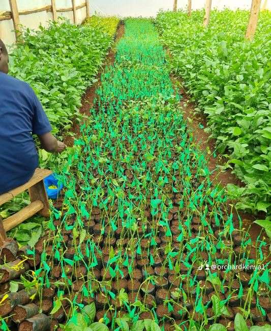 The Benefits of Grafted Seedlings Over Regular Seedlings