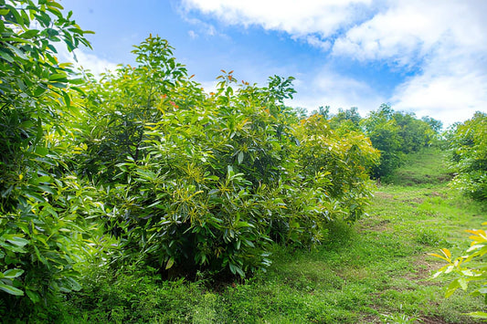 How to Grow Avocado Trees in Kenya: Your Ultimate Guide to a Bountiful Harvest