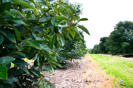 How to Grow Avocado Trees in Kenya (Step-by-Step Guide for High Yields & Profit)