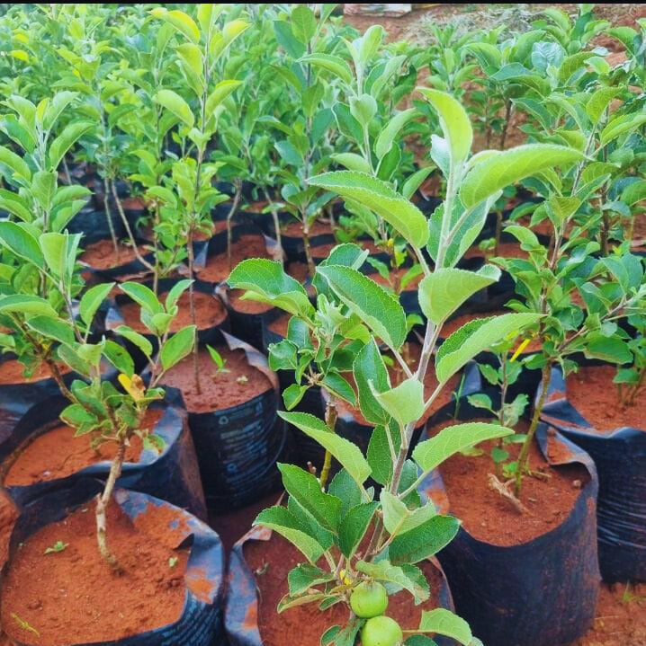 🍎Anna Apple Seedlings