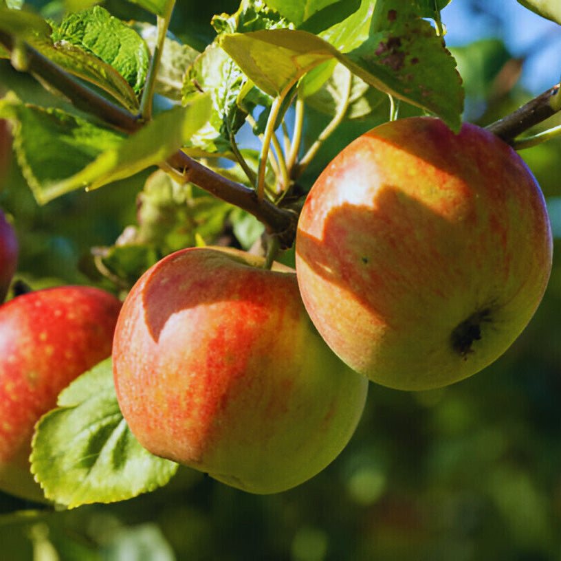 🍎Anna Apple Seedlings