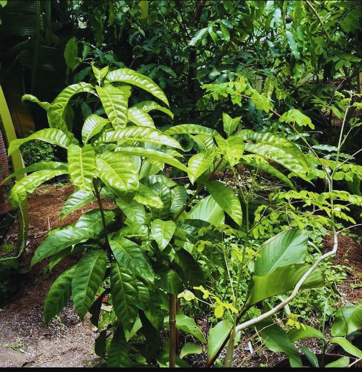 🥭 Canistel (Egg Fruit) Seedlings