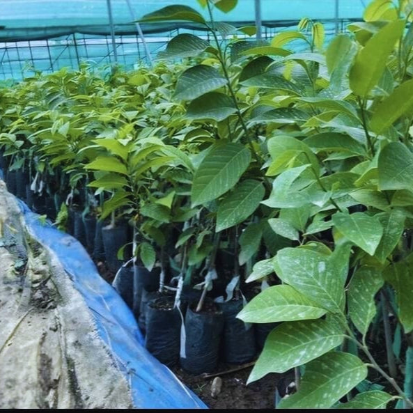 🍈 Custard Apple Seedlings