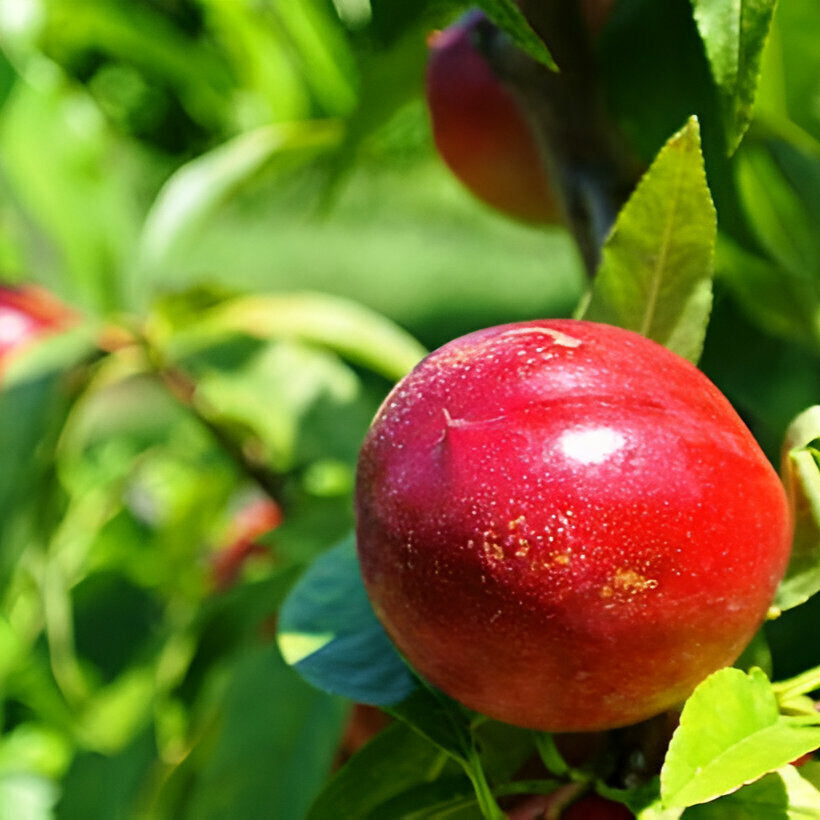Nectarine Fruit Seedling