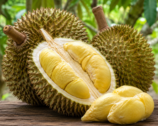 Durian Fruit Seedling