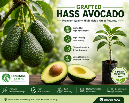 Grafted Hass Avocado Seedlings