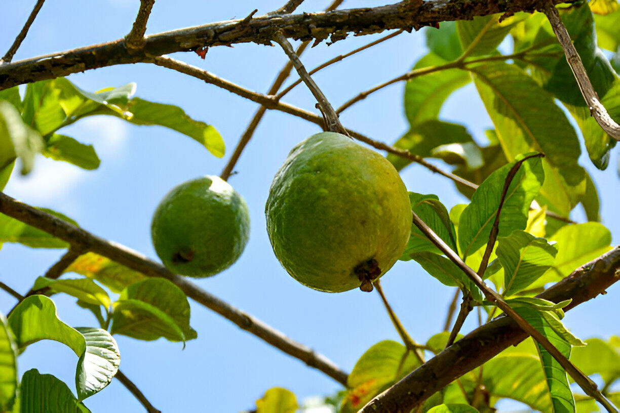 🍈 Brazilian Guava Seedlings