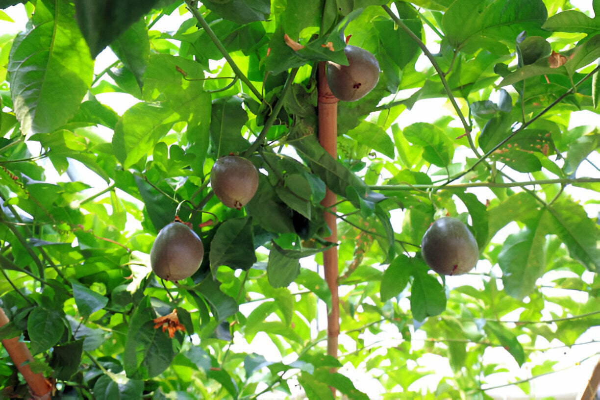 Grafted Purple Passion Fruit Seedlings