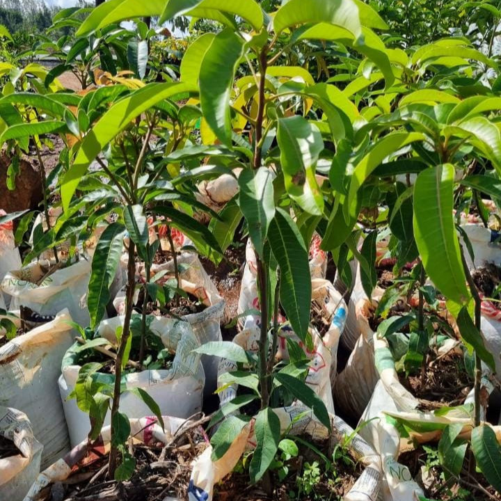 🥭Apple Mango Seedlings