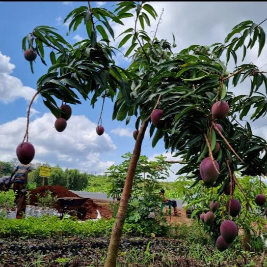 🥭Apple Mango Seedlings