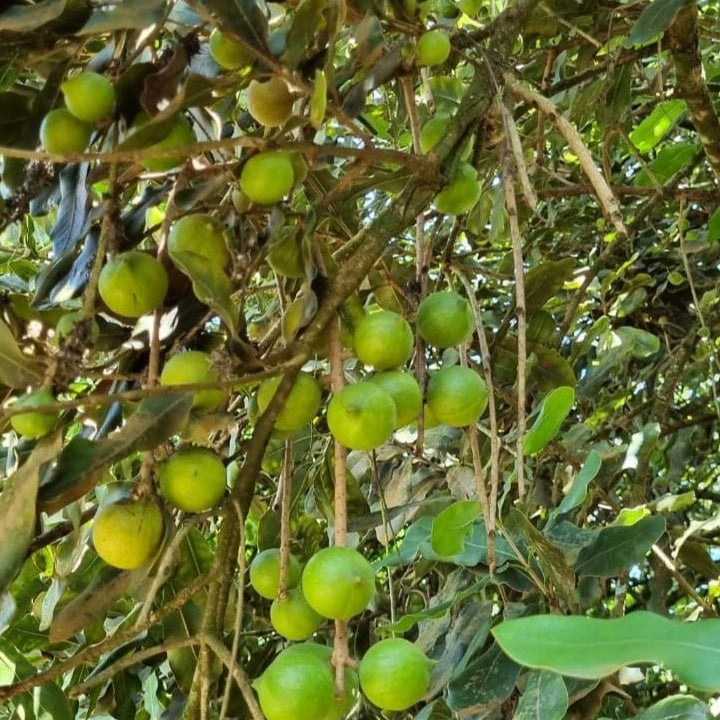 🌰 Macadamia Seedlings