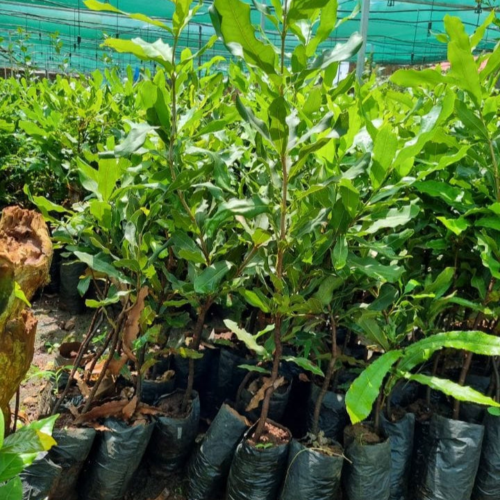 🌰 Macadamia Seedlings