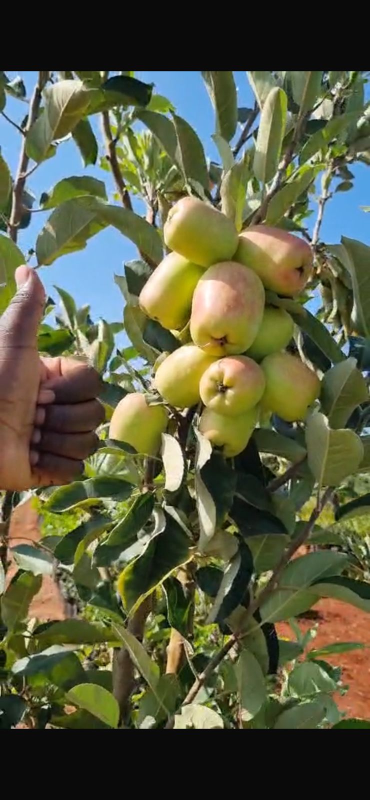 Grafted Wambugu Apple Seedlings