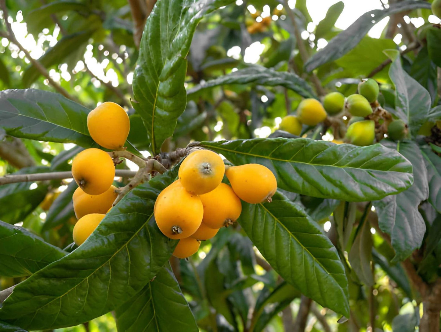 Big Jim Loquat Seedlings