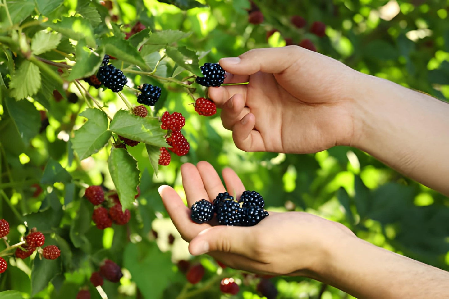 Premium Blackberry Seedlings