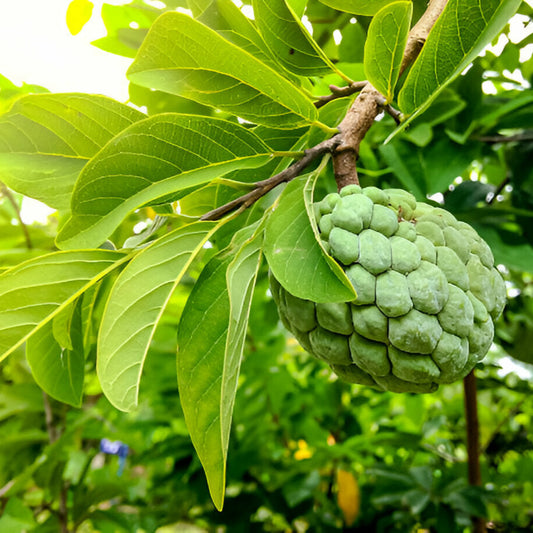🍈 Custard Apple Seedlings