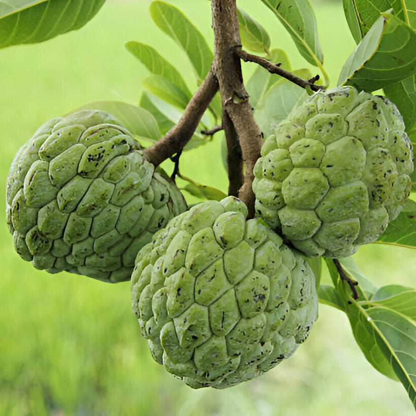 🍈 Custard Apple Seedlings