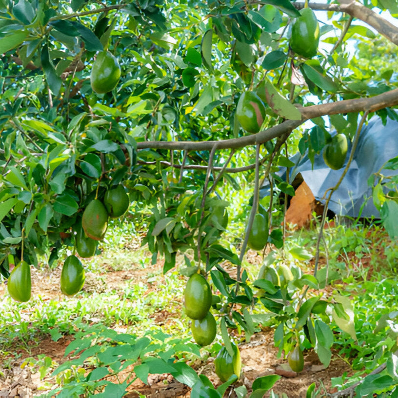 🥑 Fuerte Avocado Seedlings