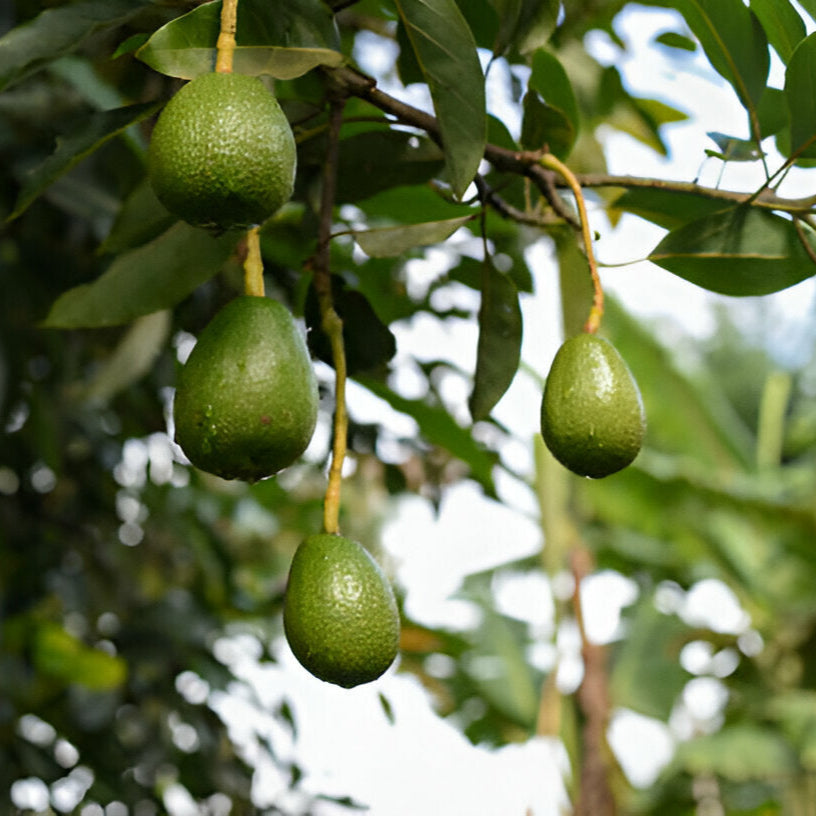 🥑 Fuerte Avocado Seedlings