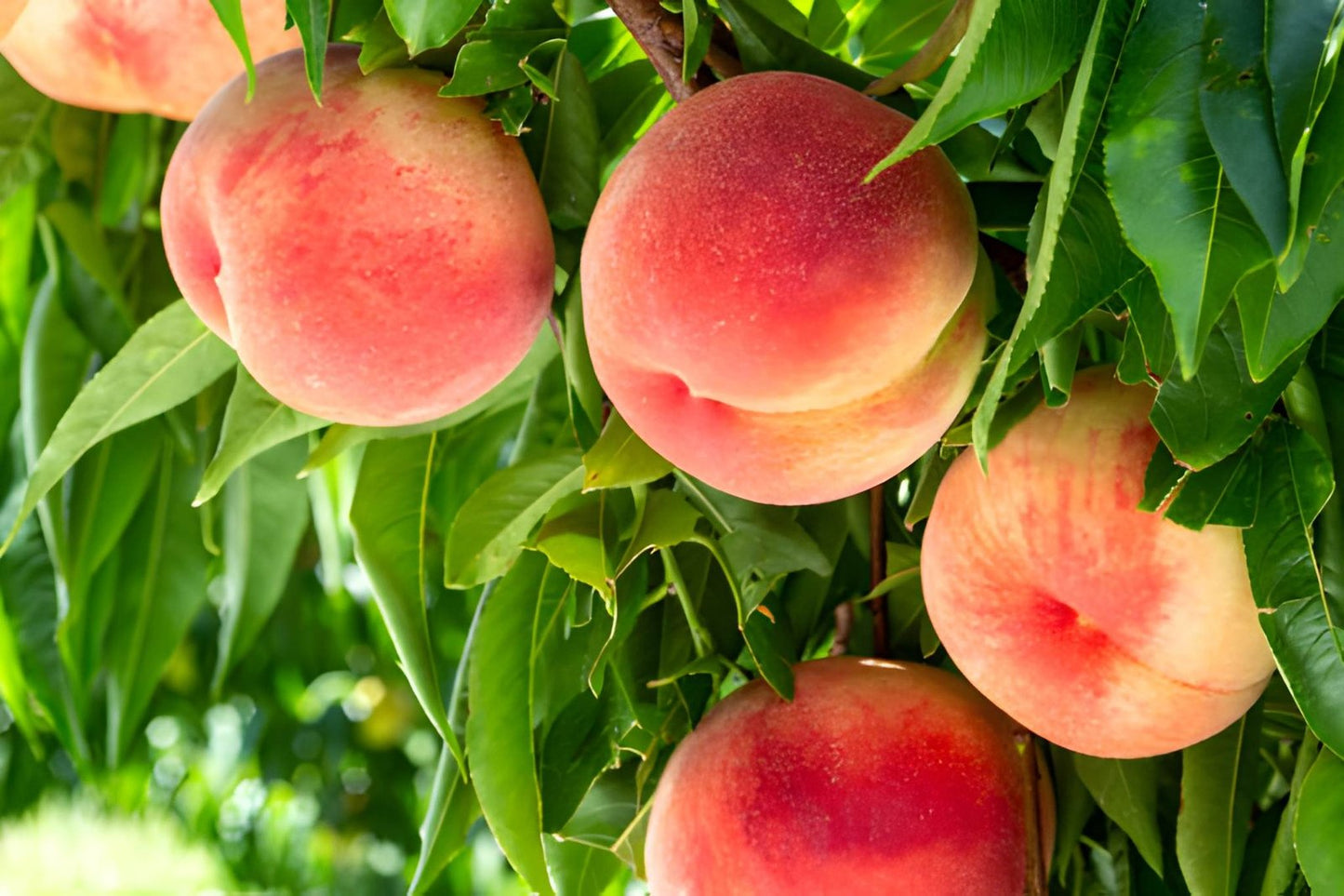 Premium Peach Fruit Seedlings