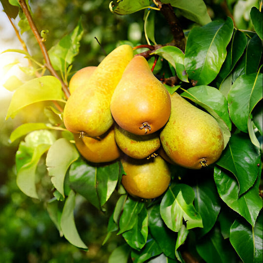 Grafted Pears Seedlings