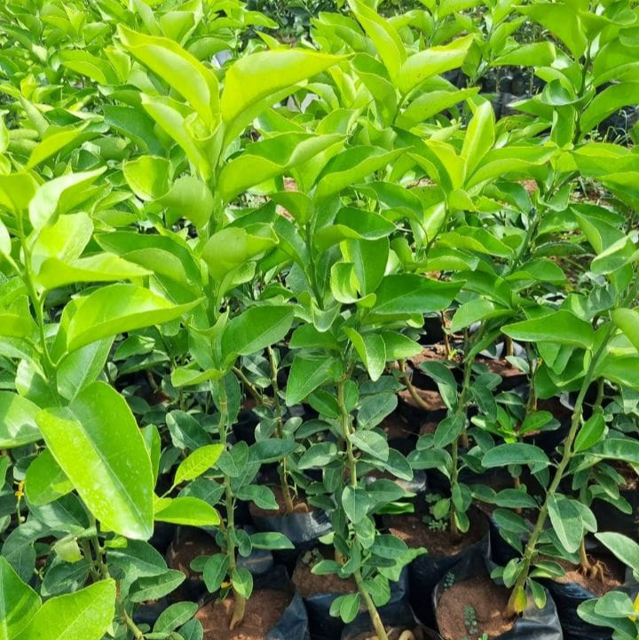 Pixie Orange Seedlings