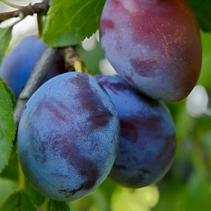 Grafted Plum Seedlings