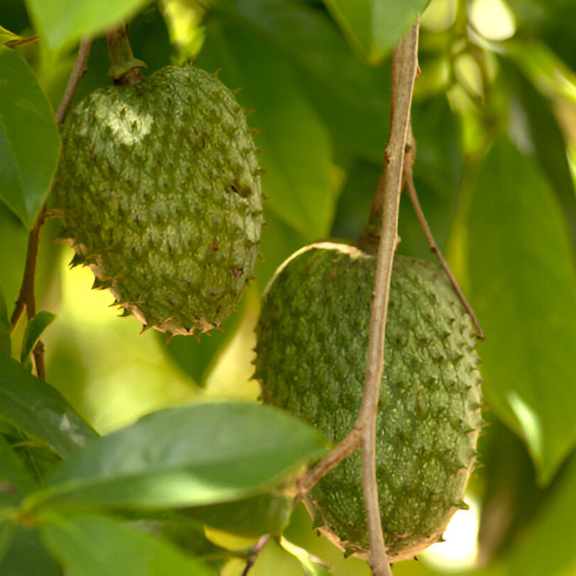 Soursop (Graviola) Fruit Seedlings