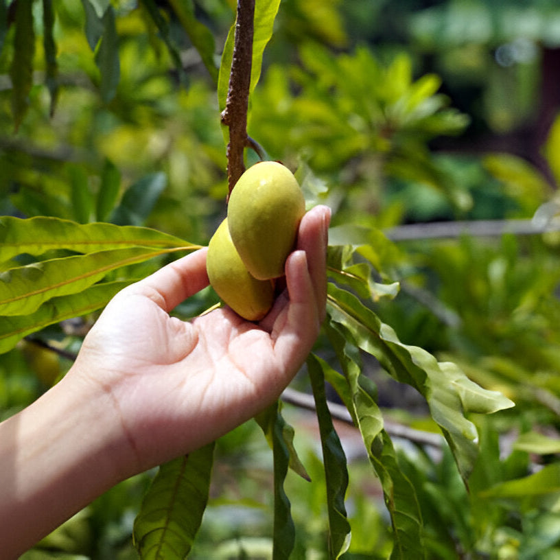 🥭 Canistel (Egg Fruit) Seedlings