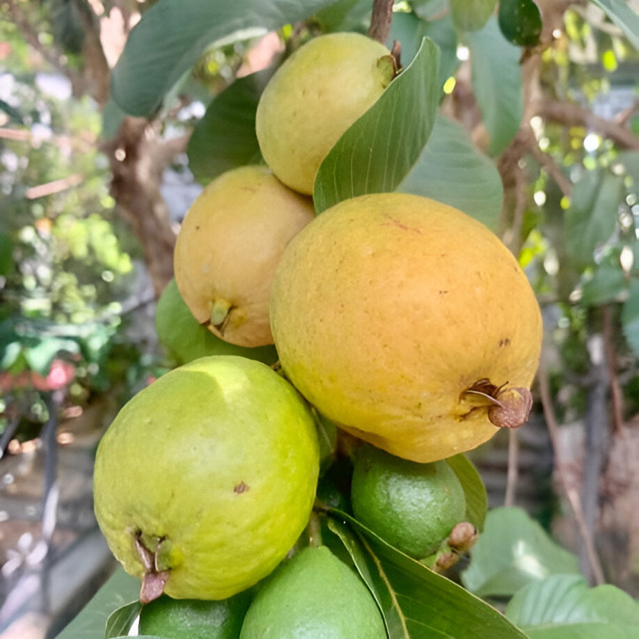 🍈 Brazilian Guava Seedlings