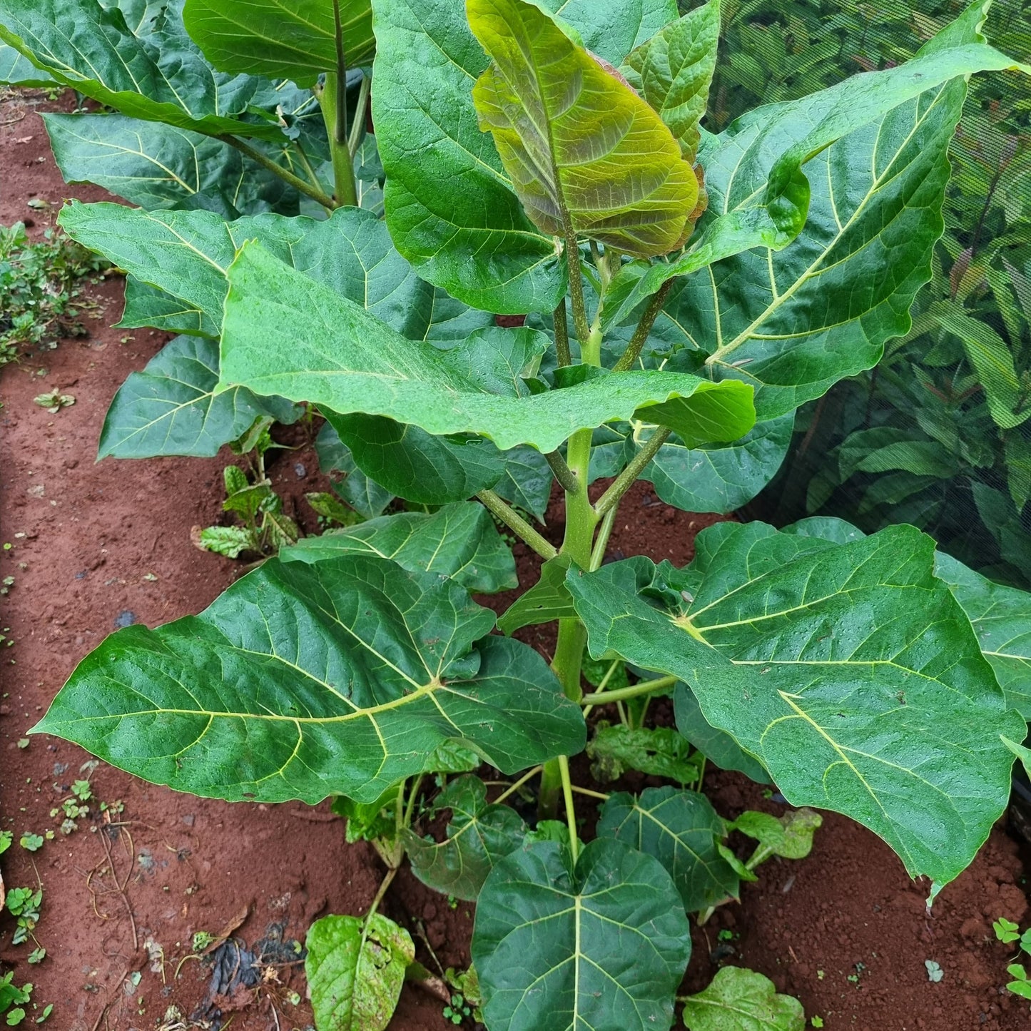 Tree Tomato Seedling (Tamarillo Seedlings)