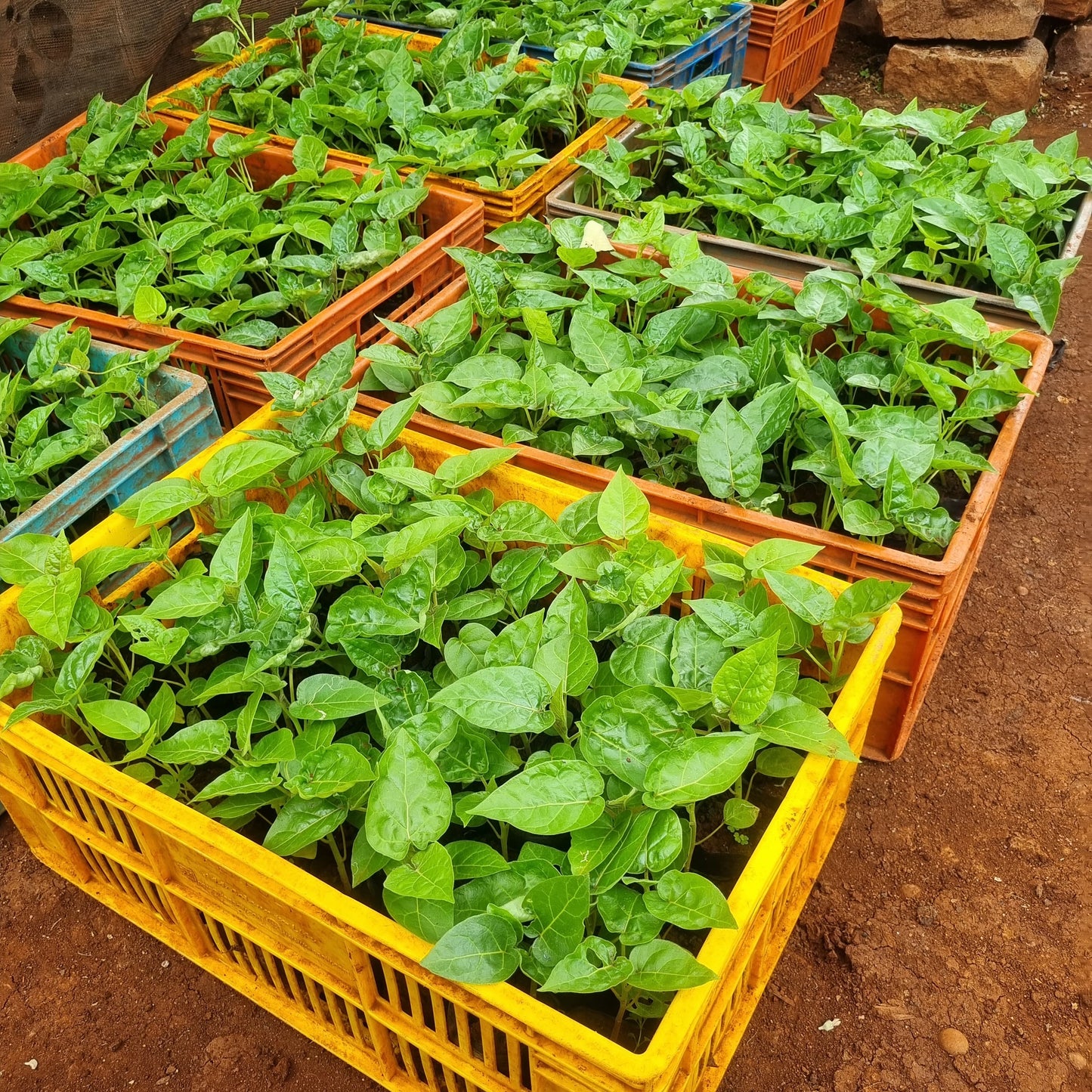 Tree Tomato Seedling (Tamarillo Seedlings)