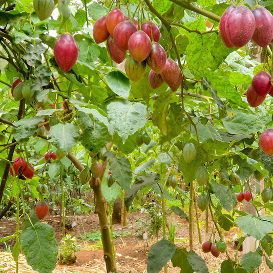 Tree Tomato Seedling (Tamarillo Seedlings)