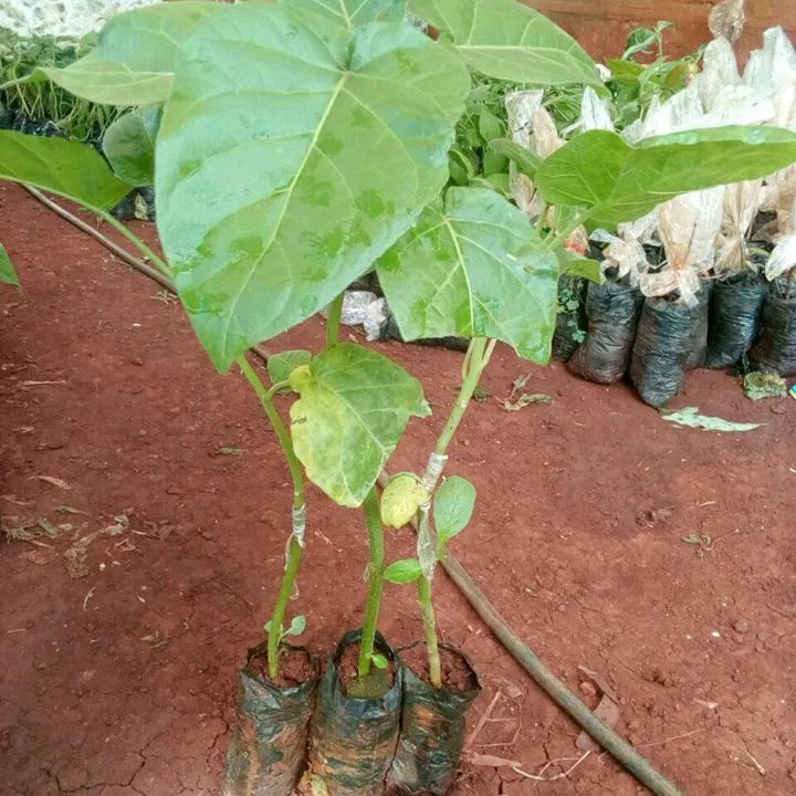 Tree Tomato Seedling (Tamarillo Seedlings)